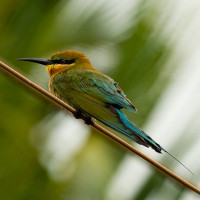 Blue-tailed Bee-eater